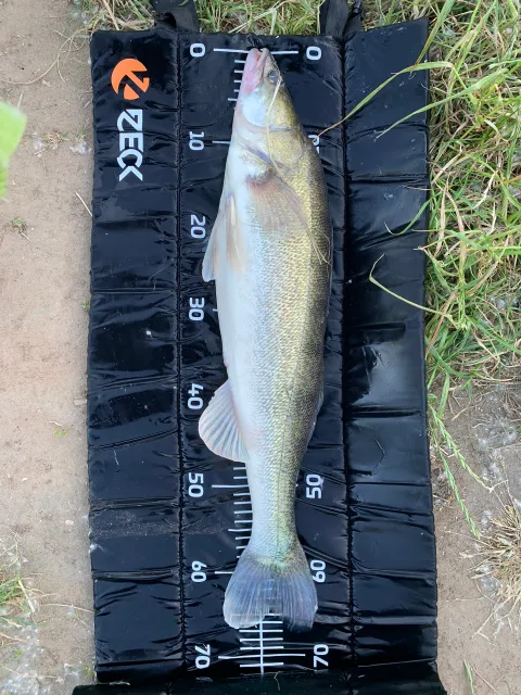 Zander