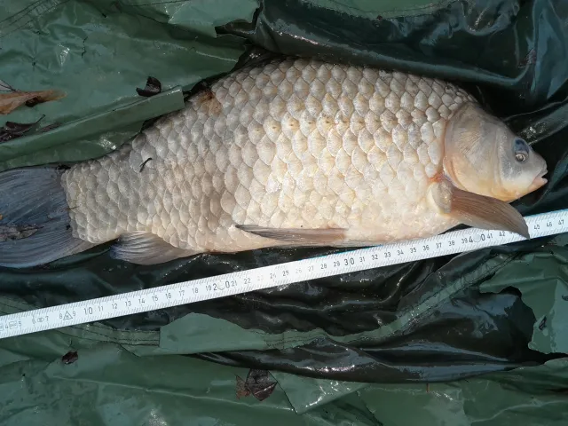 Karausche