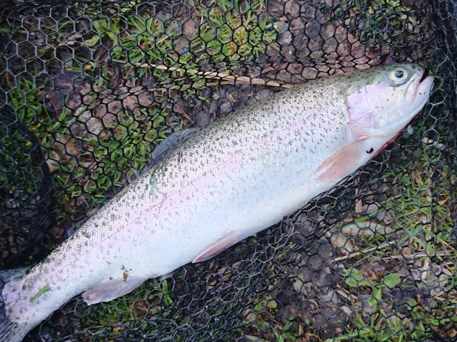 Regenbogenforelle