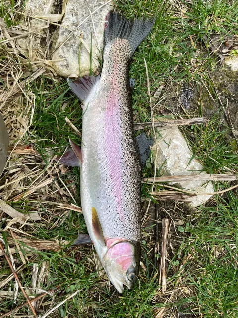 Regenbogenforelle