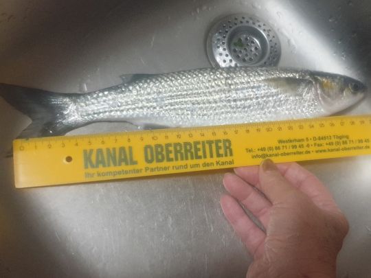 Meeräsche