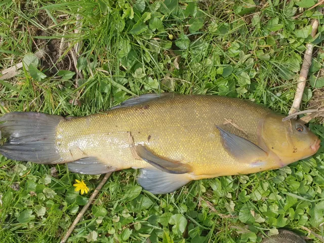 Schleie