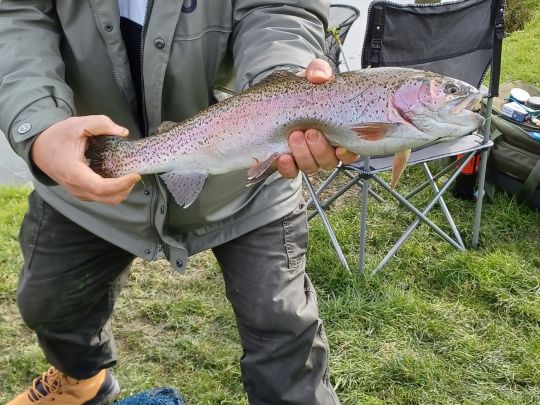 Regenbogenforelle