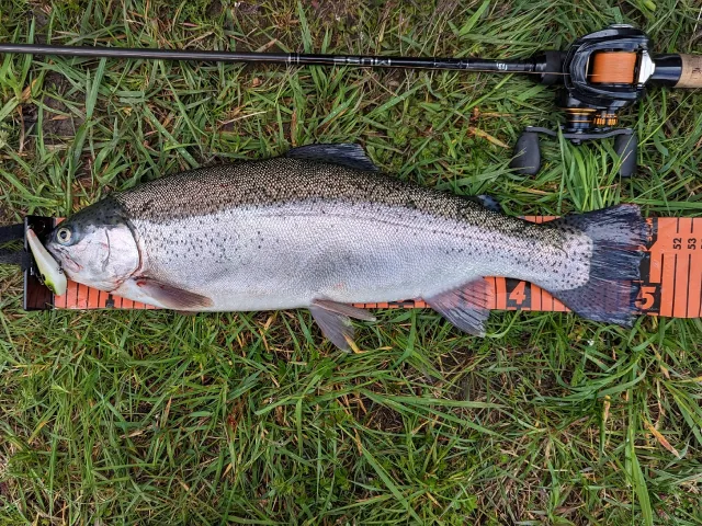 Regenbogenforelle