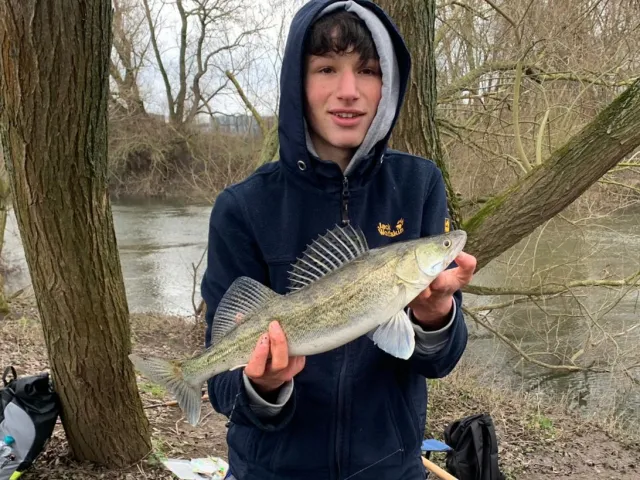 Zander