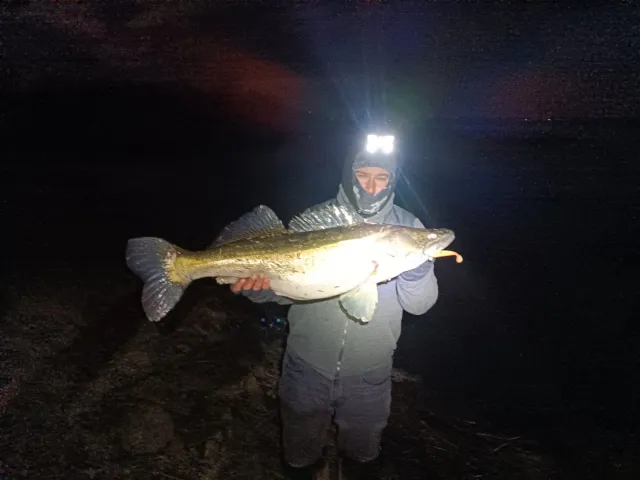 Zander
