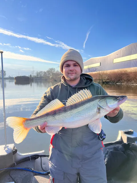 Zander