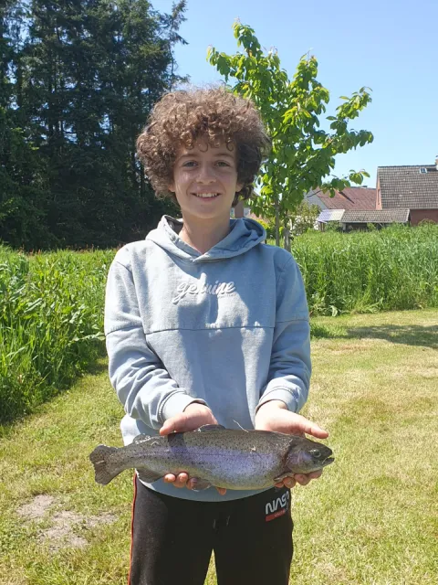 Regenbogenforelle