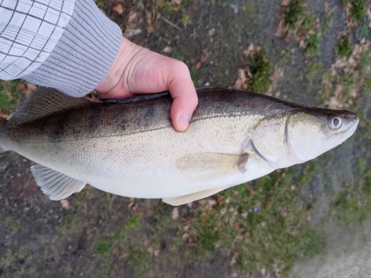 Zander