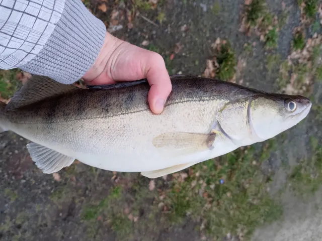 Zander