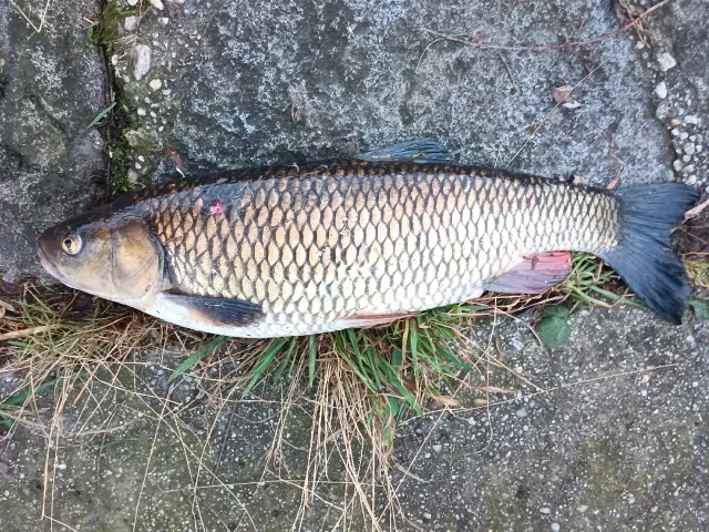 Döbel