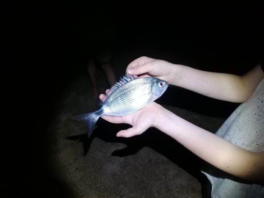 Dorade