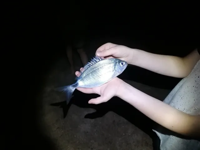 Dorade