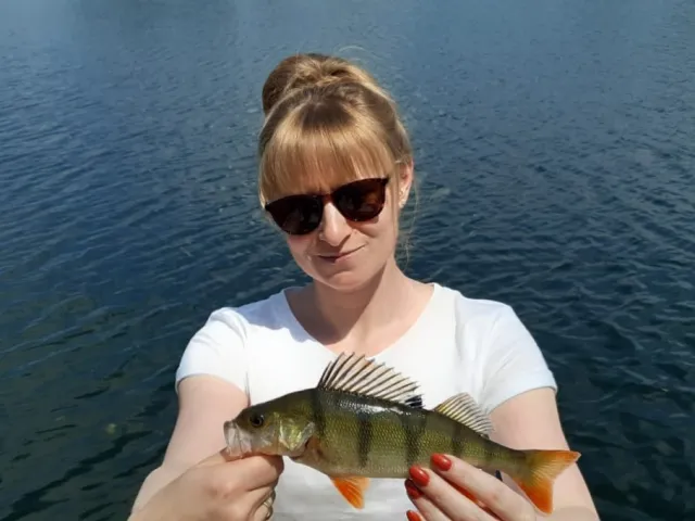 Flussbarsch