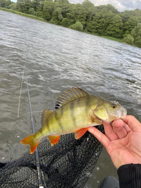 Flussbarsch