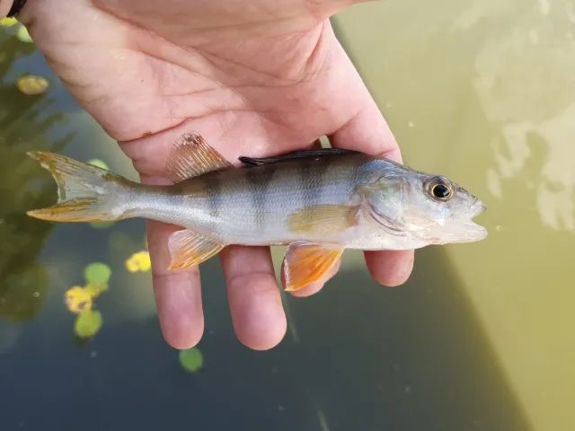 Flussbarsch