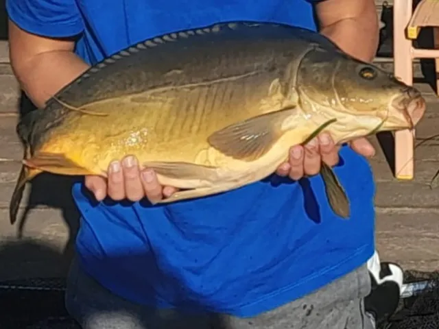 Karpfen