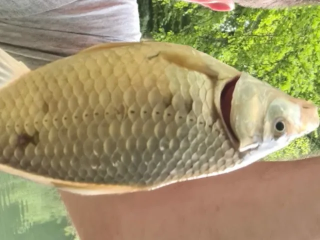 Karausche
