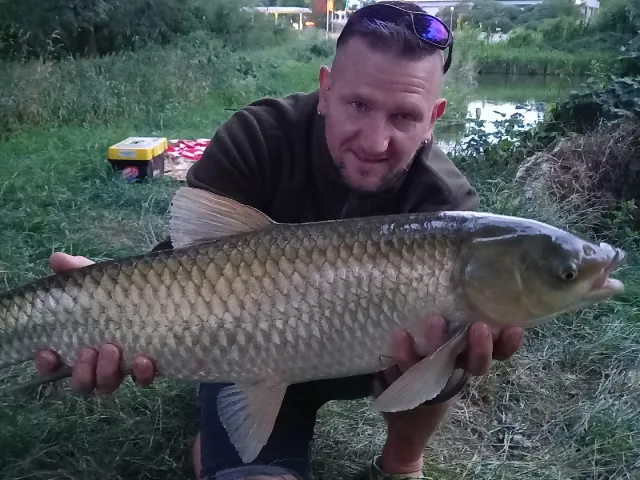 Graskarpfen