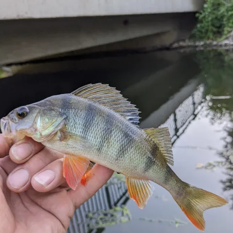 Flussbarsch