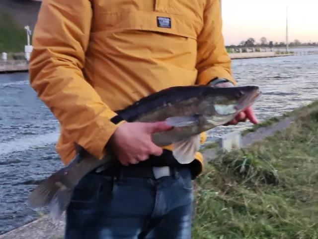 Zander