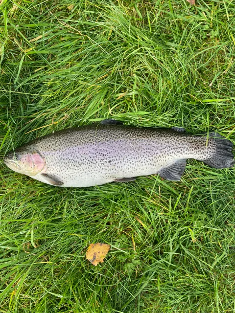 Regenbogenforelle