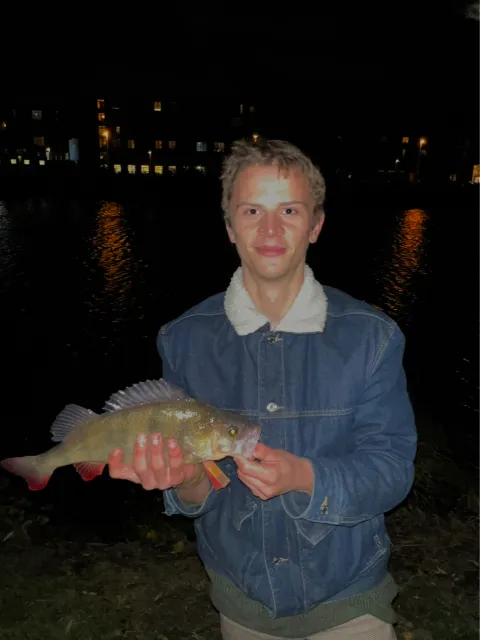 Flussbarsch