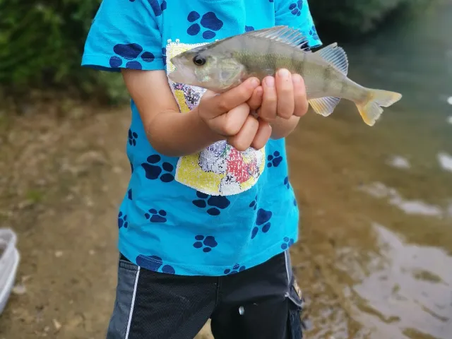 Flussbarsch