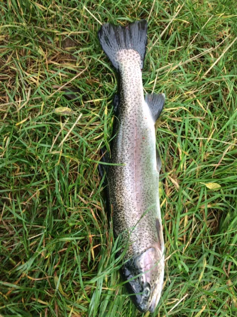 Regenbogenforelle