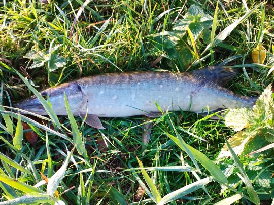 Wapel (Jade) ALLE ANGELN