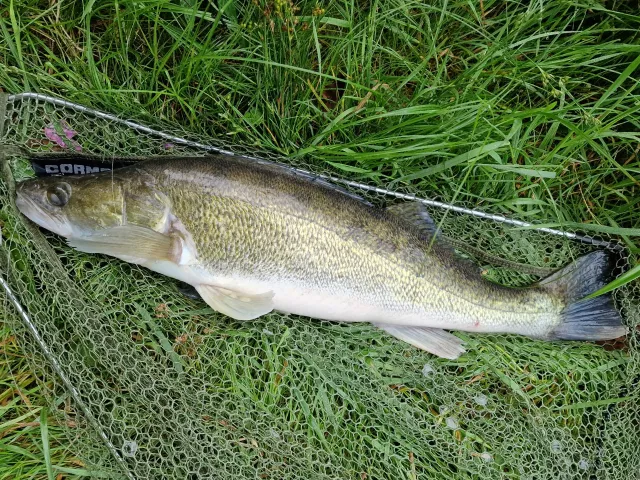 Zander