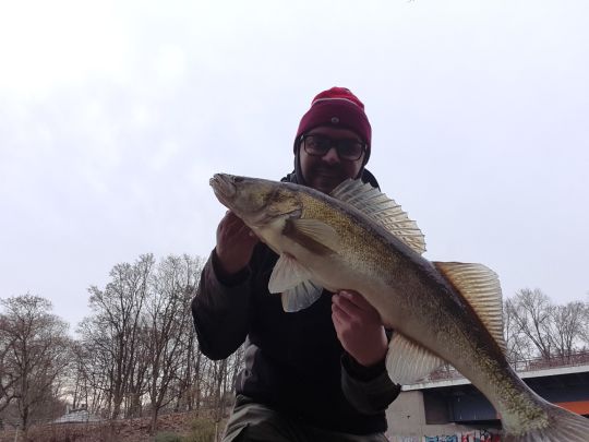 Zander