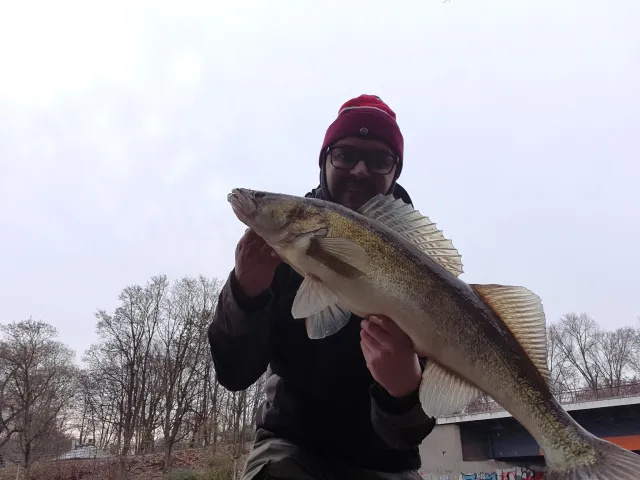 Zander