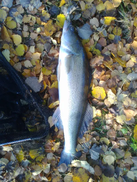 Zander