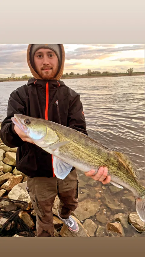 Zander