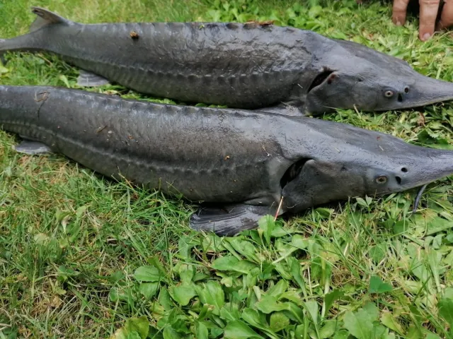 Stör