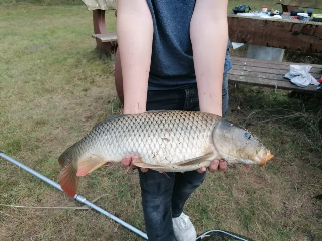 Karpfen