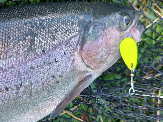 Regenbogenforelle