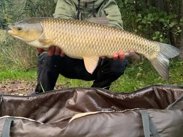 Graskarpfen