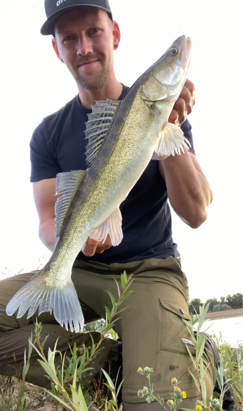 Zander