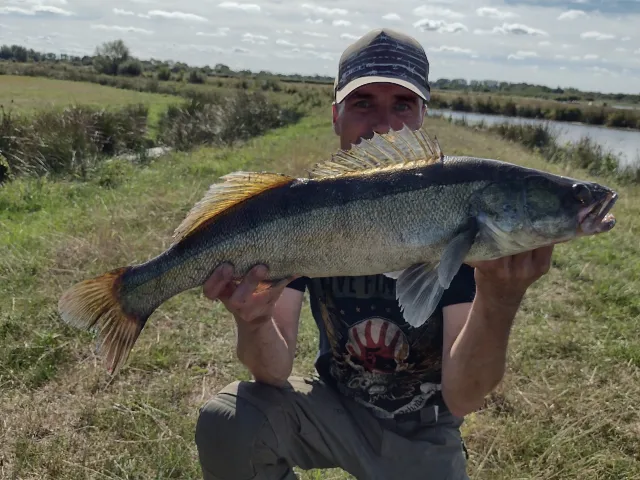 Zander