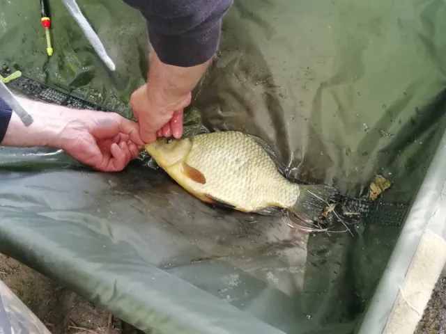 Karausche