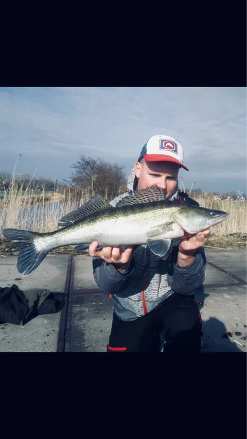 Zander