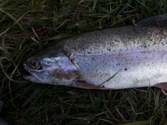 Regenbogenforelle