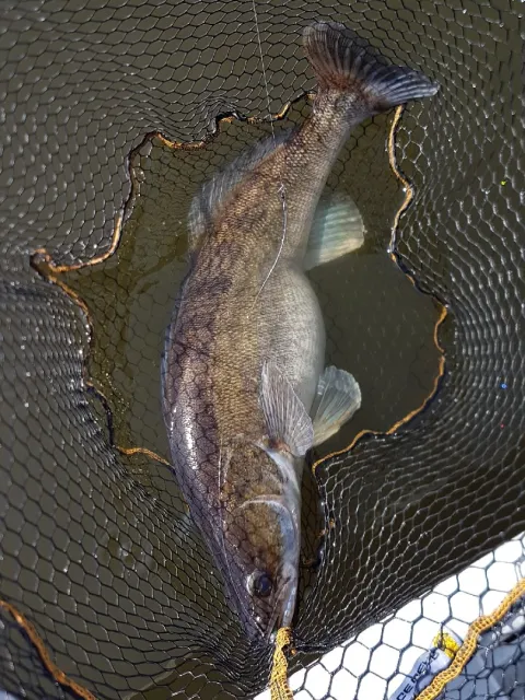 Zander
