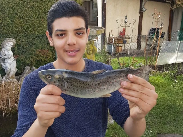 Bachforelle