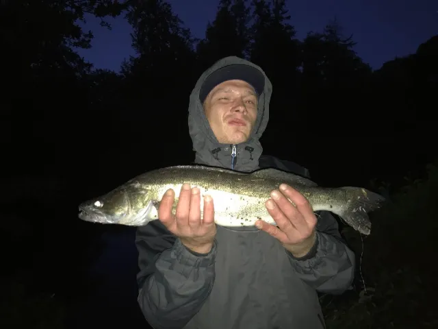 Zander