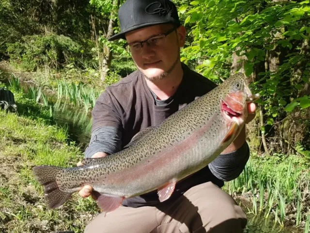 Regenbogenforelle