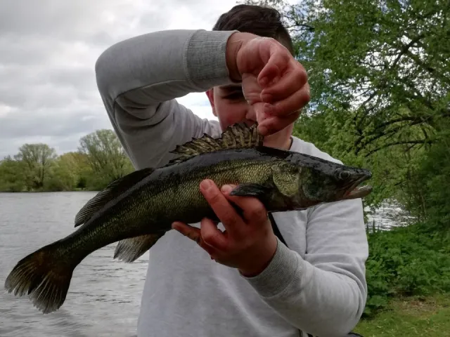 Zander
