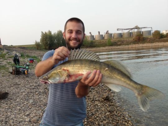 Zander